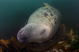 Sleeping Beauty - Seal fast asleep on the seabed and not ... by Spencer Burrows 